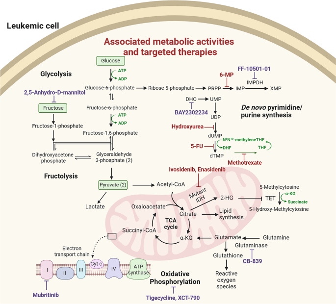 代谢通路的治疗靶点