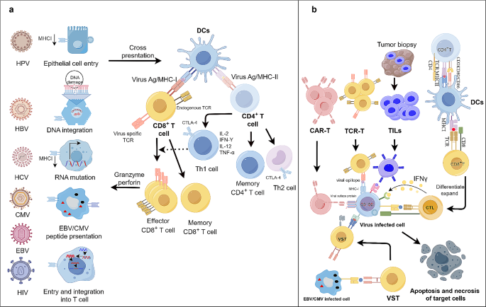病毒感染与ACTs的作用机制