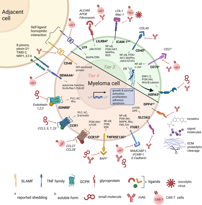 核心靶点信号通路与治疗策略