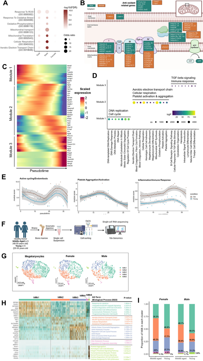 人类Mk与通路分析结果