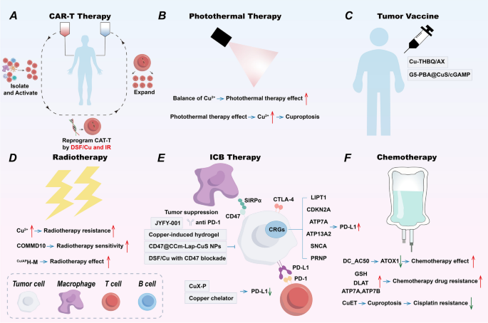 铜与cuproptosis在癌症治疗中的应用