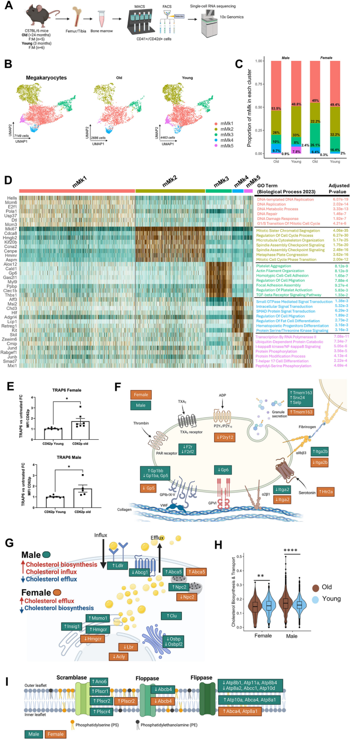 小鼠Mk亚群与血小板活化结果