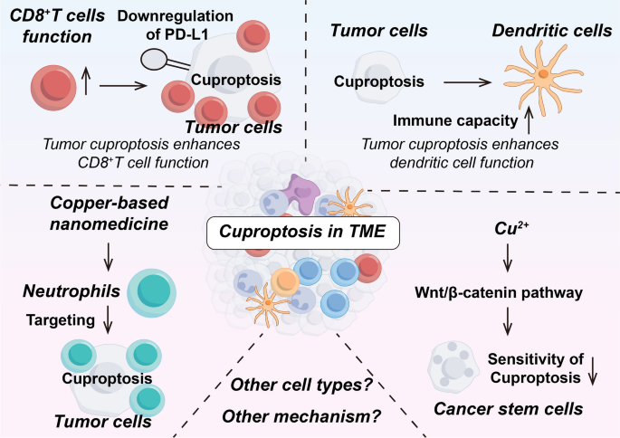 cuproptosis在TME中的作用