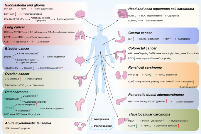 CRGs在肿瘤中的作用