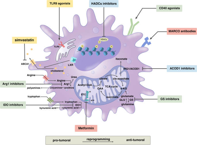 靶向TAMs代谢的治疗靶点