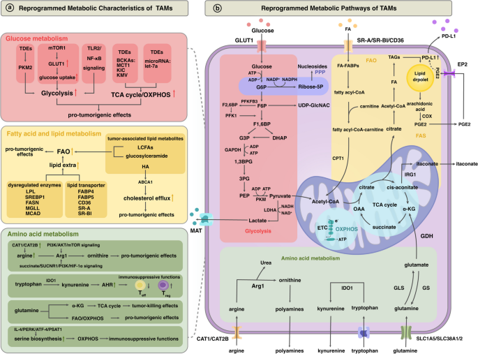 TAMs代谢重编程示意图