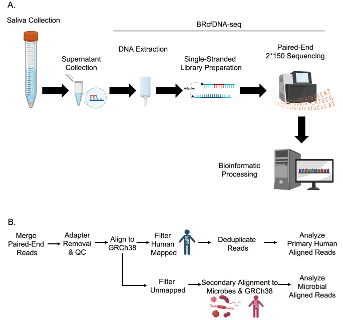 图1 BRcfDNA-seq workflow