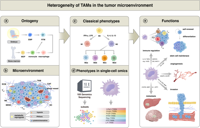 TAMs异质性示意图