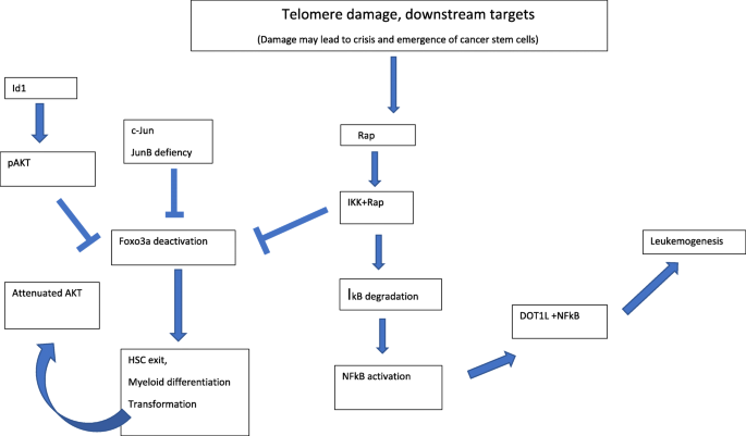 端粒损伤下游信号