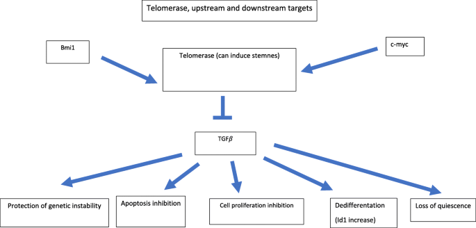 端粒酶上下游靶点