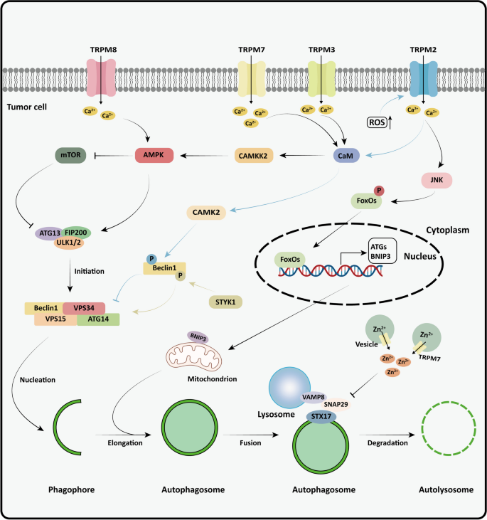 TRPM对自噬的调控