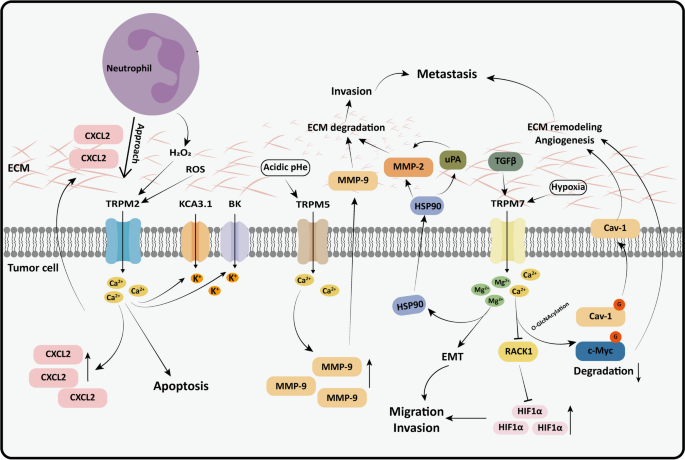 TRPM对肿瘤微环境的影响
