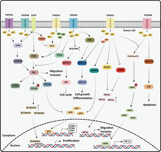 TRPM调控的肿瘤信号通路