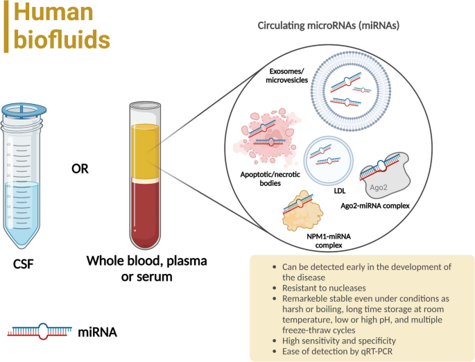 循环miRNA的来源与检测