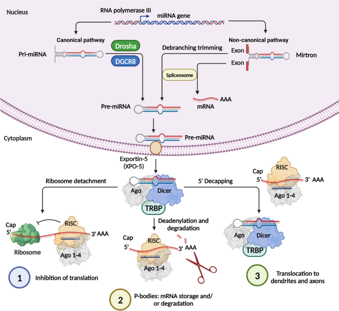 miRNA生物发生过程