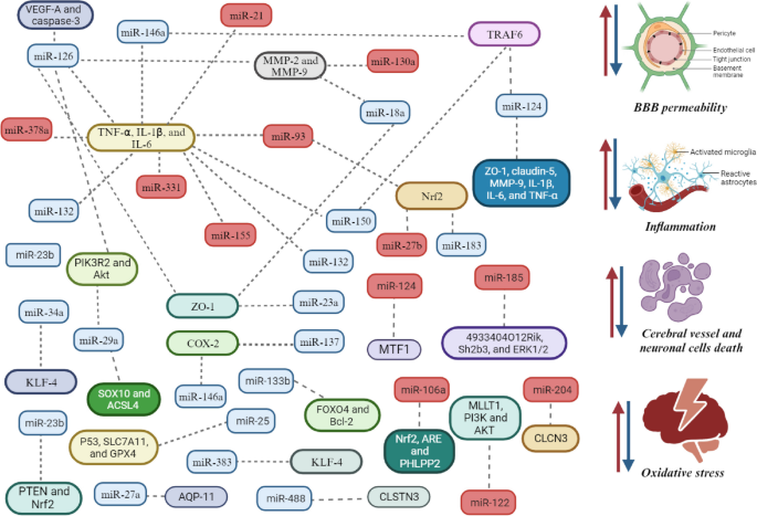 miRNA与靶基因的交叉调控