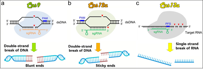 CRISPR系统的切割模式图：（a）Cas9切割dsDNA形成平末端；（b）Cas12a切割dsDNA形成粘性末端；（c）Cas13a切割ssRNA