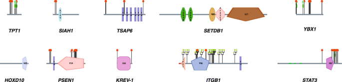 图2 肿瘤逆转相关蛋白结构