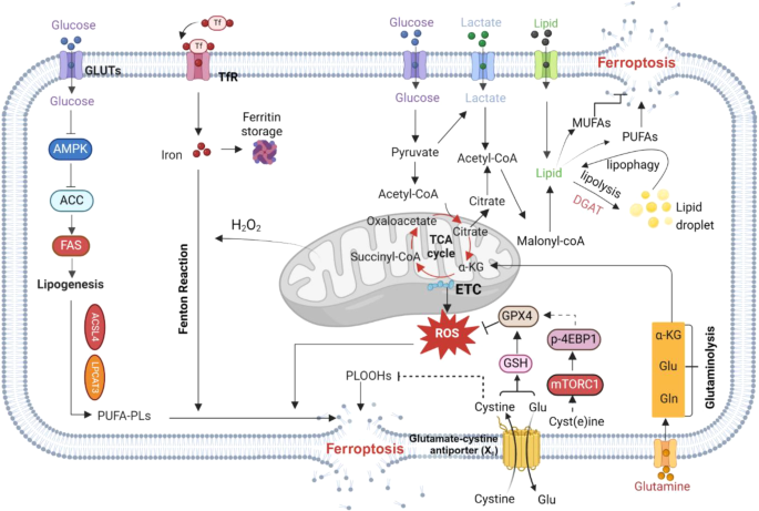 铁死亡与营养代谢的调控网络