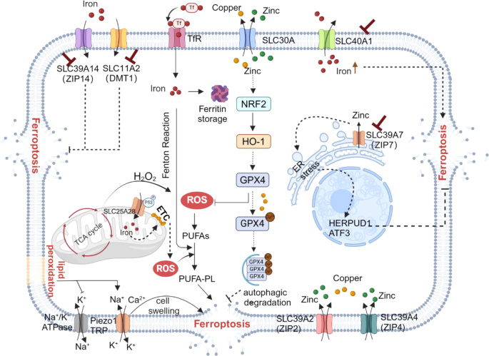 微量金属离子相关SLC的调控机制