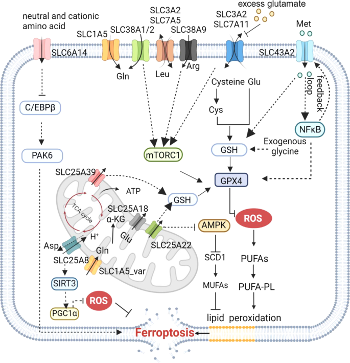 氨基酸相关SLC的调控机制
