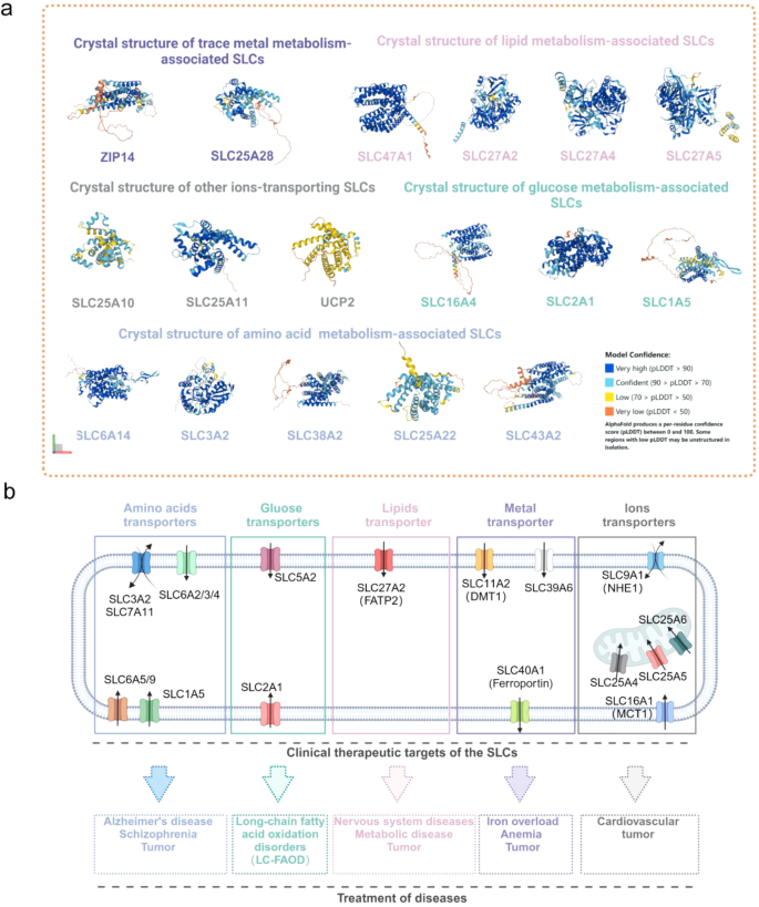 SLC的临床应用前景