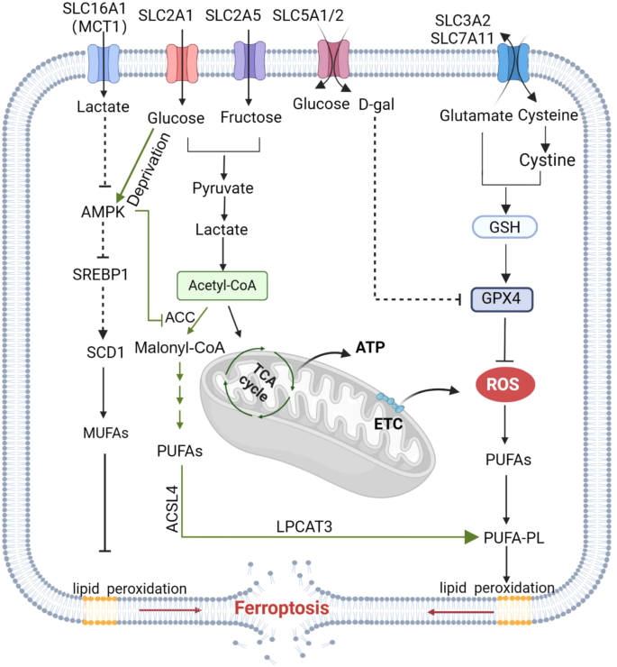 葡萄糖相关SLC的调控机制
