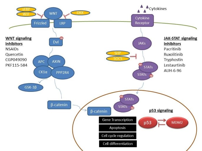 关键信号通路在淋巴恶性肿瘤甲基化中的作用