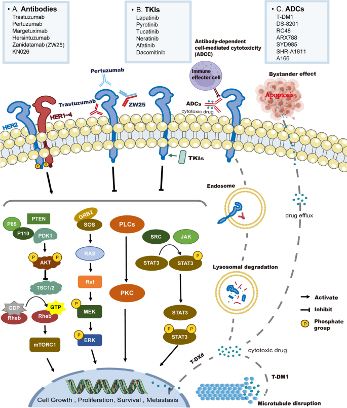 HER2靶向药物的分类及作用机制