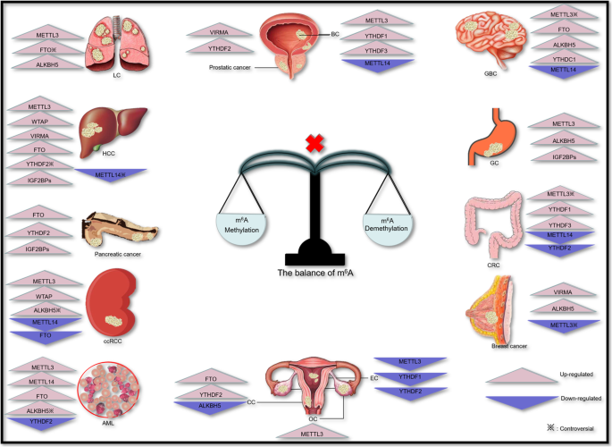 不同癌症中m⁶A调控因子的异常表达