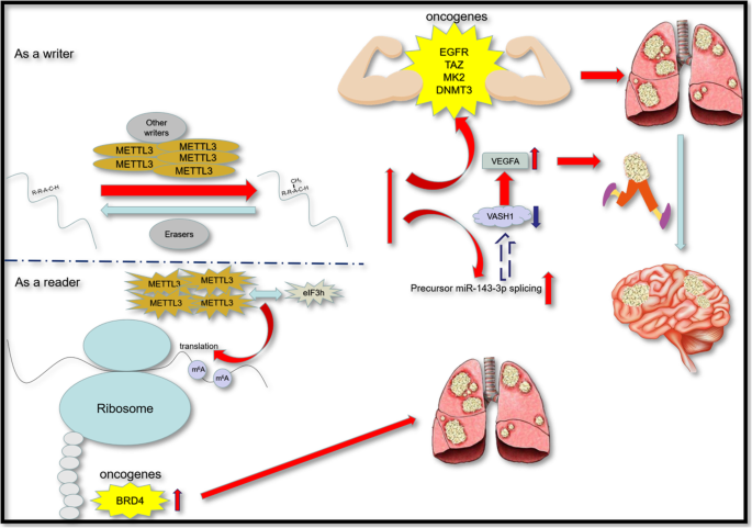 METTL3在肺癌中的作用机制