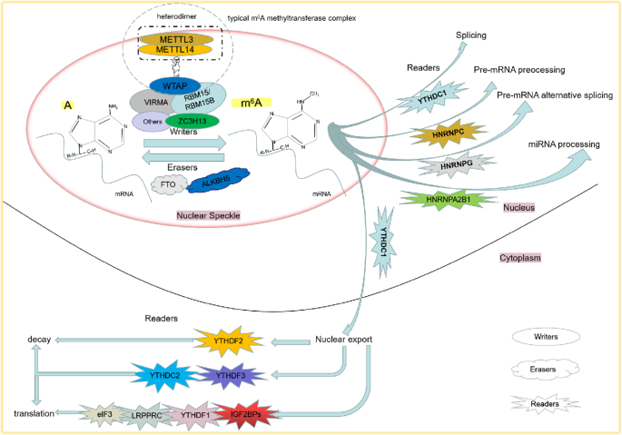 m⁶A调控过程示意图