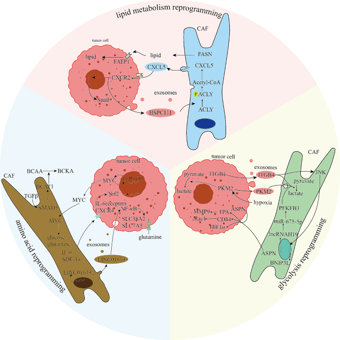 CAFs的代谢重编程机制