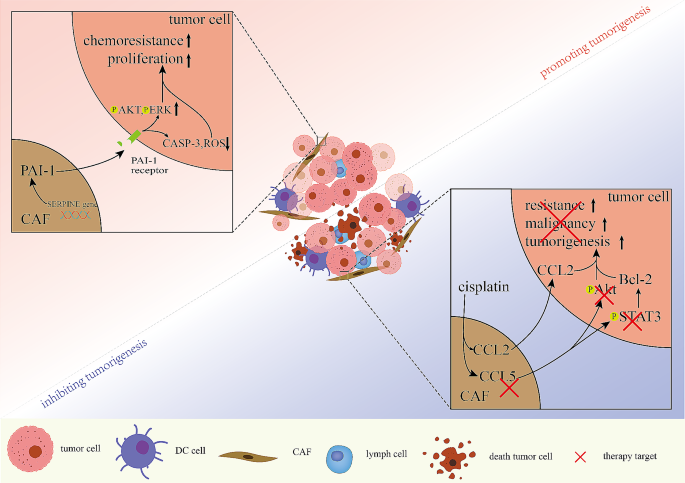 CAFs与药物耐药的双向机制