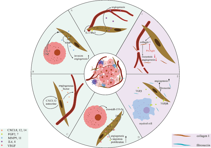 CAFs与血管生成的分子机制