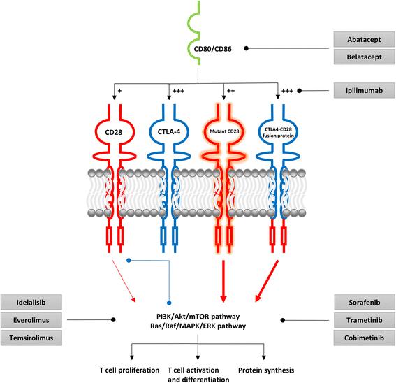 图1：AITL中不适当共刺激的潜在抑制剂机制
