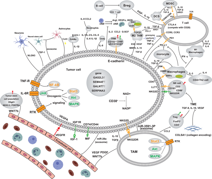 胶质瘤TME的免疫调节网络