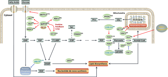 肿瘤代谢重编程的翻译调控