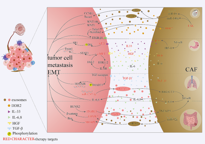 不同癌症中CAFs促进转移的机制