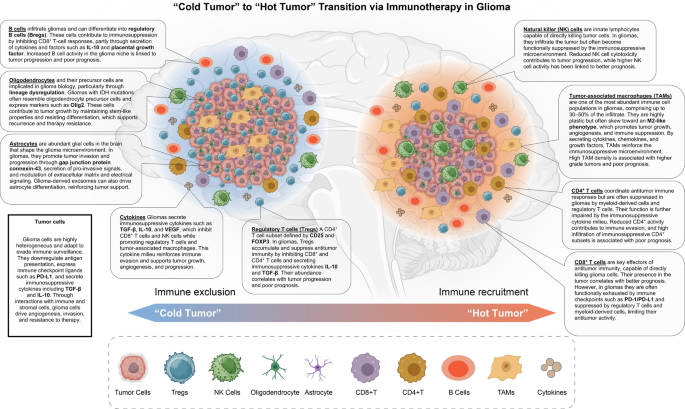 胶质瘤TME从冷到热的转变