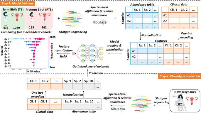 模型训练与表型预测流程