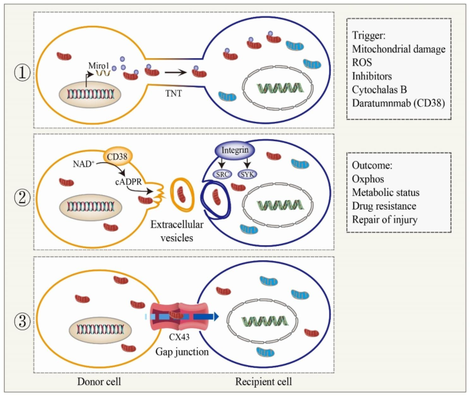 线粒体转移的三种主要机制（TNTs、EVs、GJs）