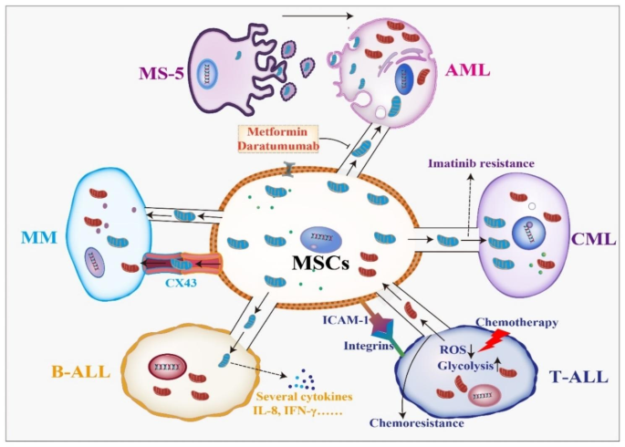 血液系统恶性肿瘤中的线粒体转移