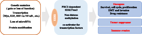 EZH2在癌症中的生理功能及调控