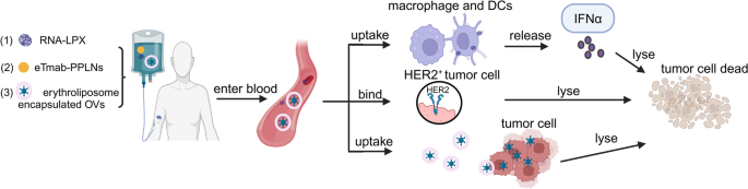 纳米医学作为递送载体示意图
