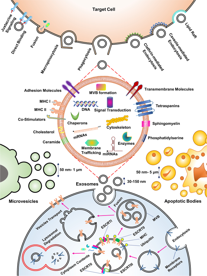 外泌体的生物发生、组成及摄取方式