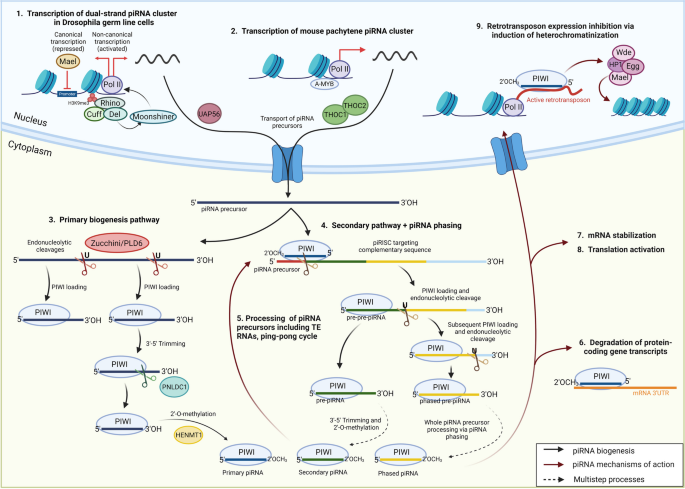 piRNA生物发生及作用机制示意图