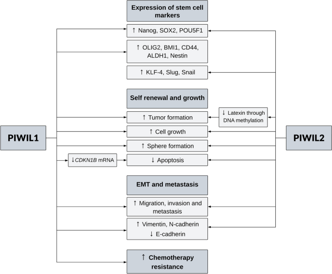 PIWI蛋白对癌症干细胞特性的影响示意图