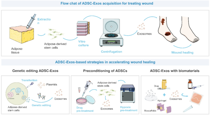 ADSC-Exos的工程化策略