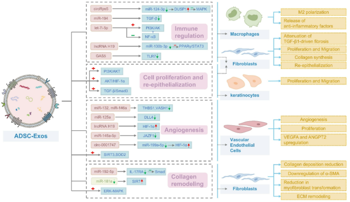 ADSC-Exos在伤口愈合中的多机制调控